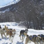 Randonnée en chiens de traineau sous la neige