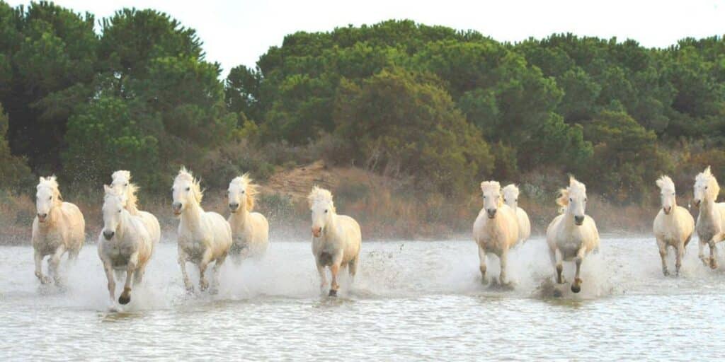 Saintes Maries de la mer