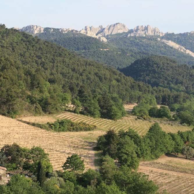 Visiter la Vallée Du Rhône : les vignobles AOC de Condrieu