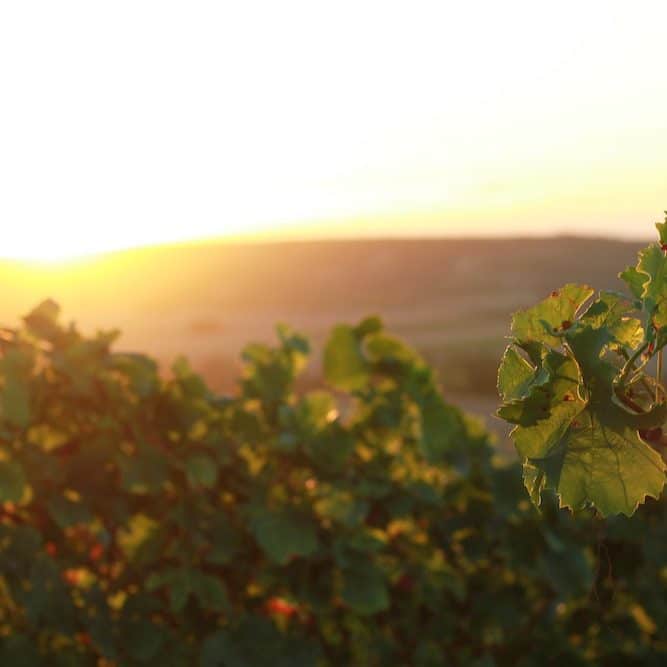 Visiter la Vallée Du Rhône : les vignes de Condrieu