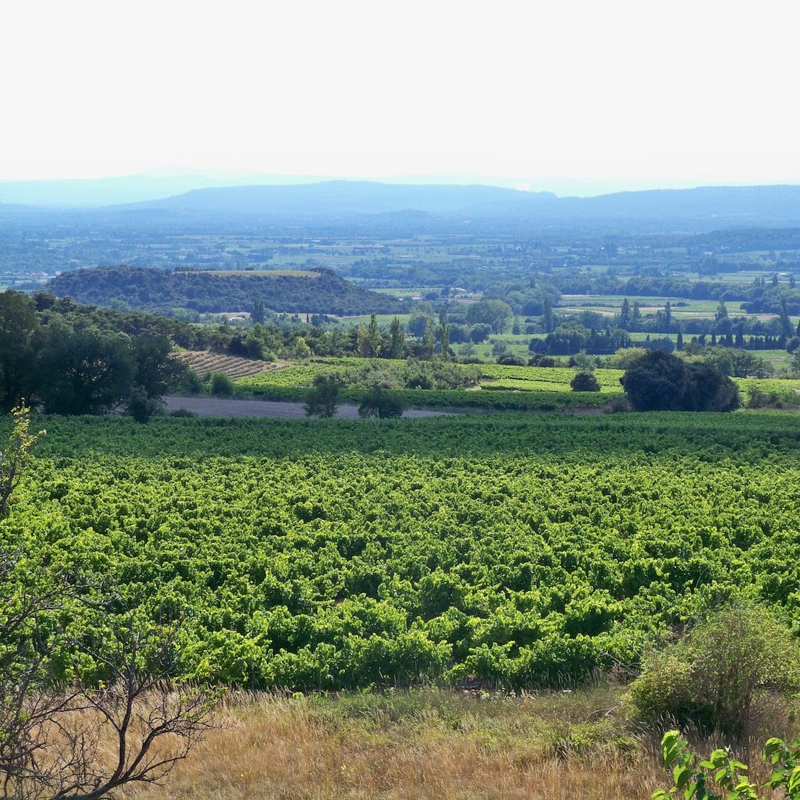 Découverte des vignobles de Vienne