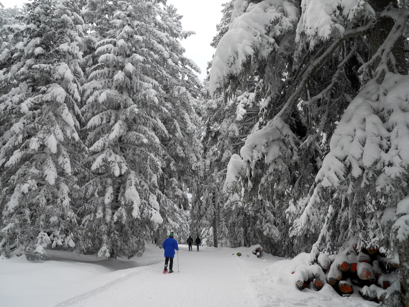 Balade en raquettes dans le Parc du Pilat