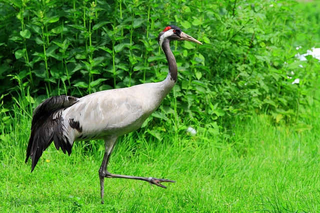 Crédit photo : Parc Ornithologique