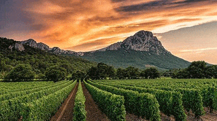 Pic Saint Loup Montpellier