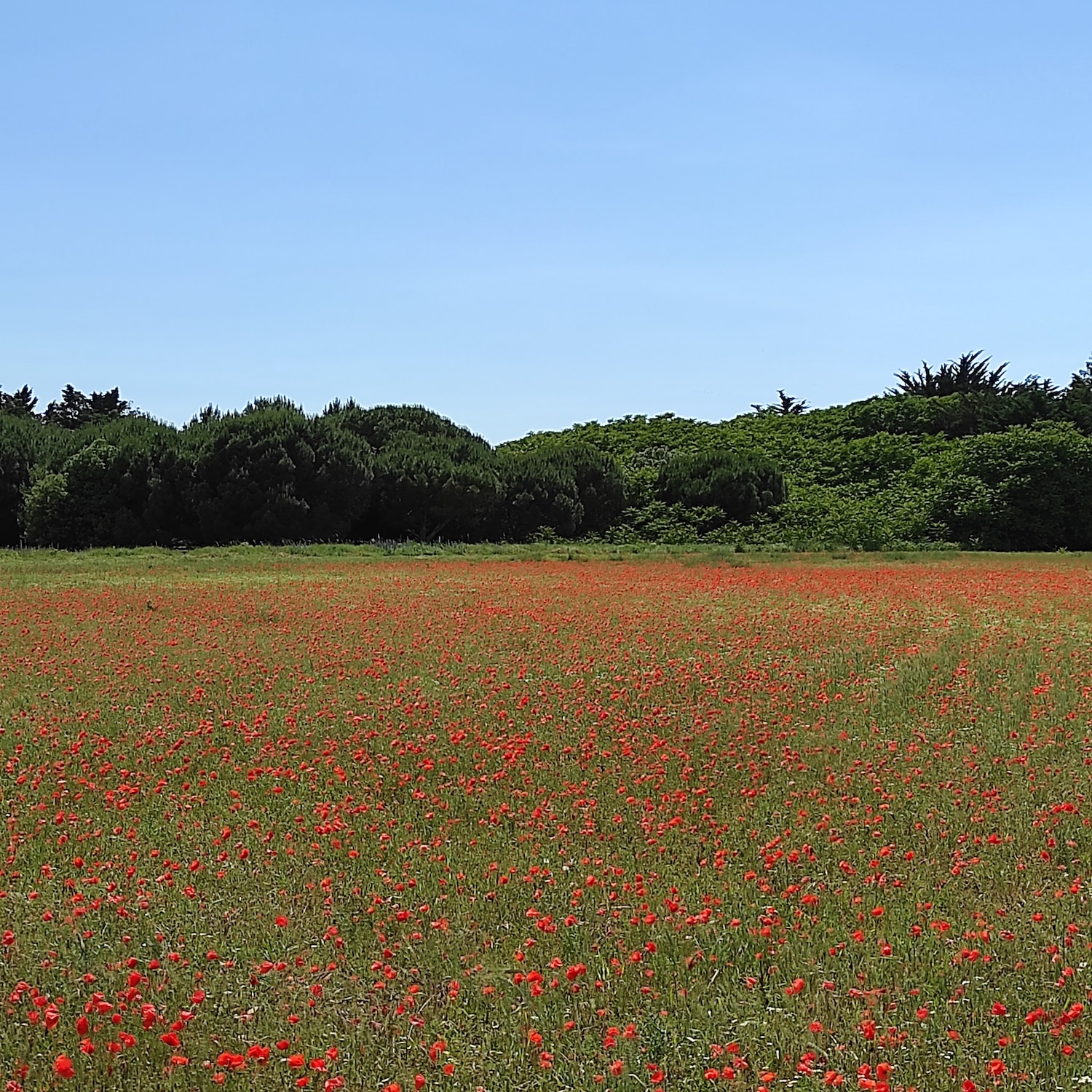ile de ré la rochelle