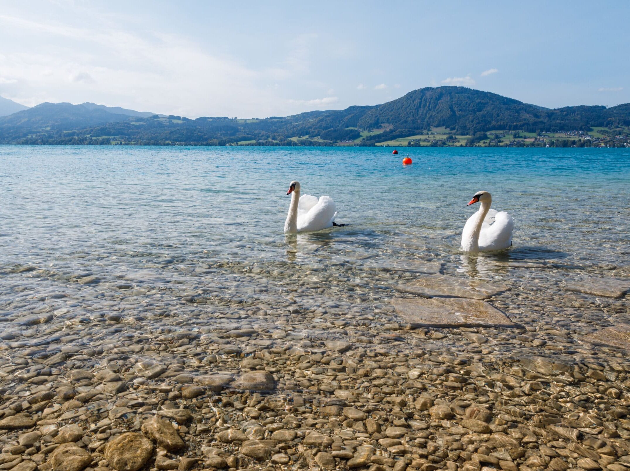 A close up shot of beautiful white swans in a lake on a sunny day